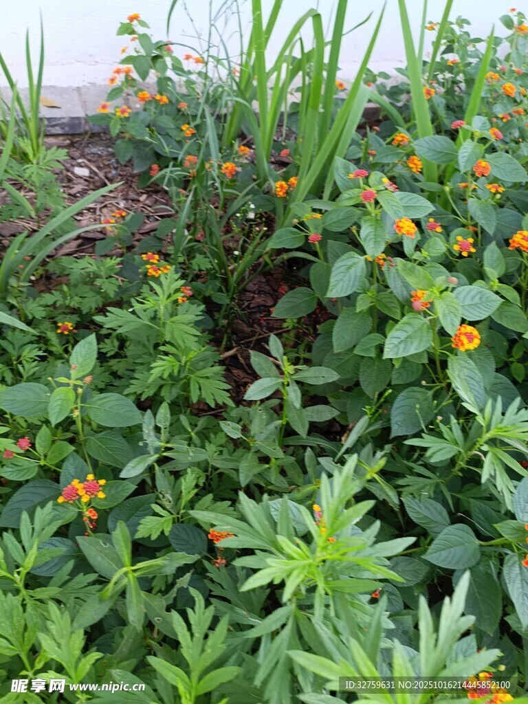 花园中的多彩花卉植物
