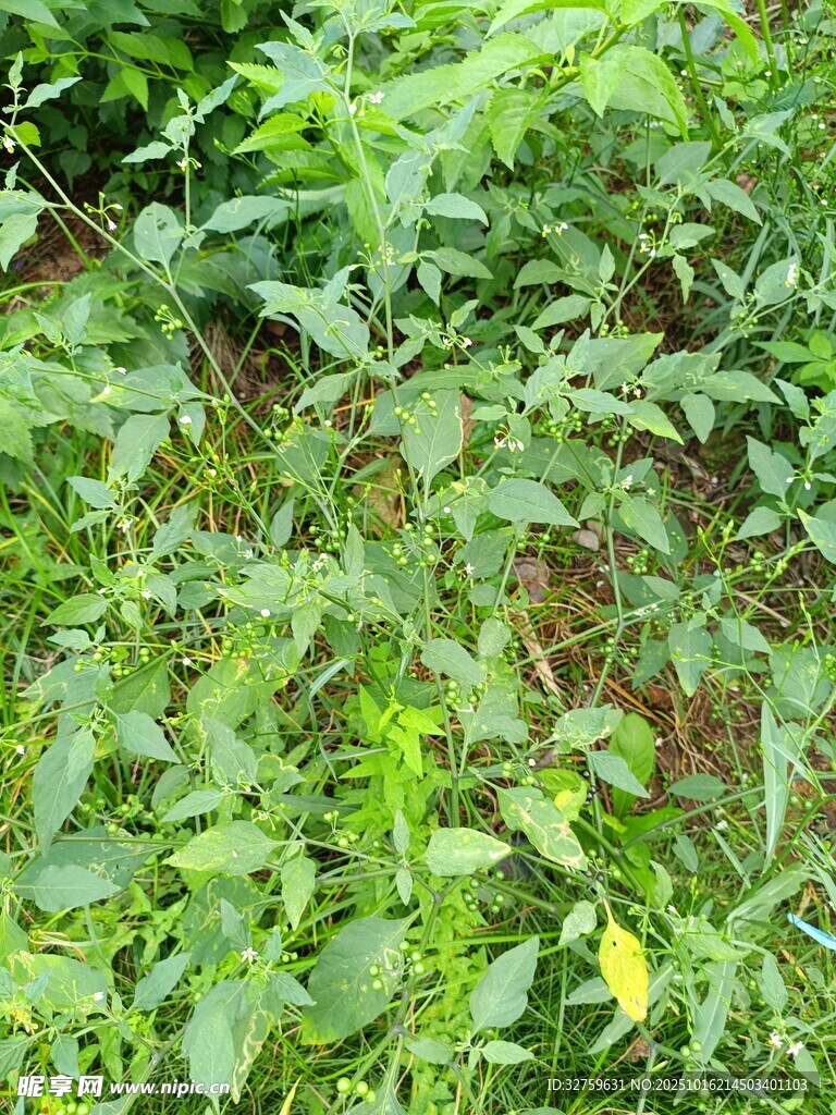 繁茂绿植景观