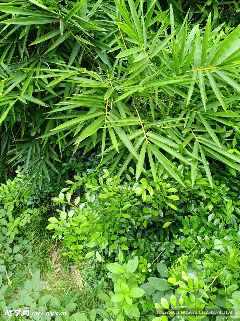 翠绿繁茂的多样植物景观