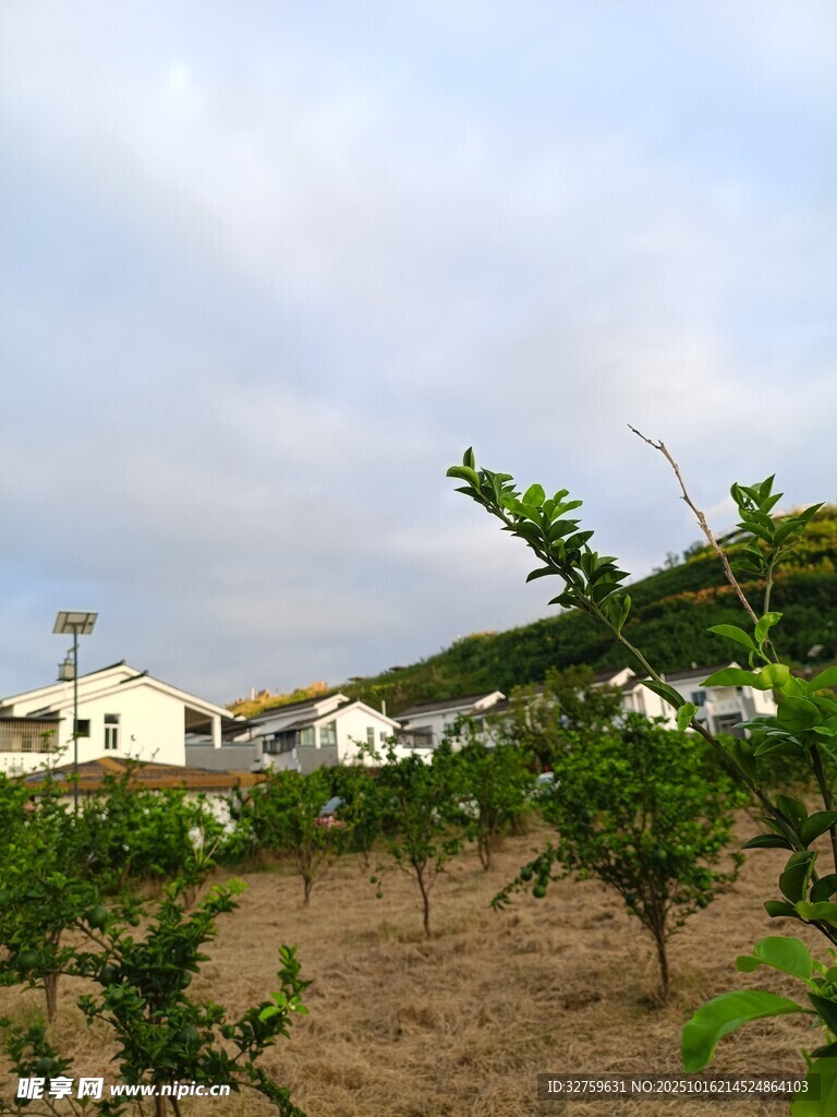 田园风光中的低矮房屋