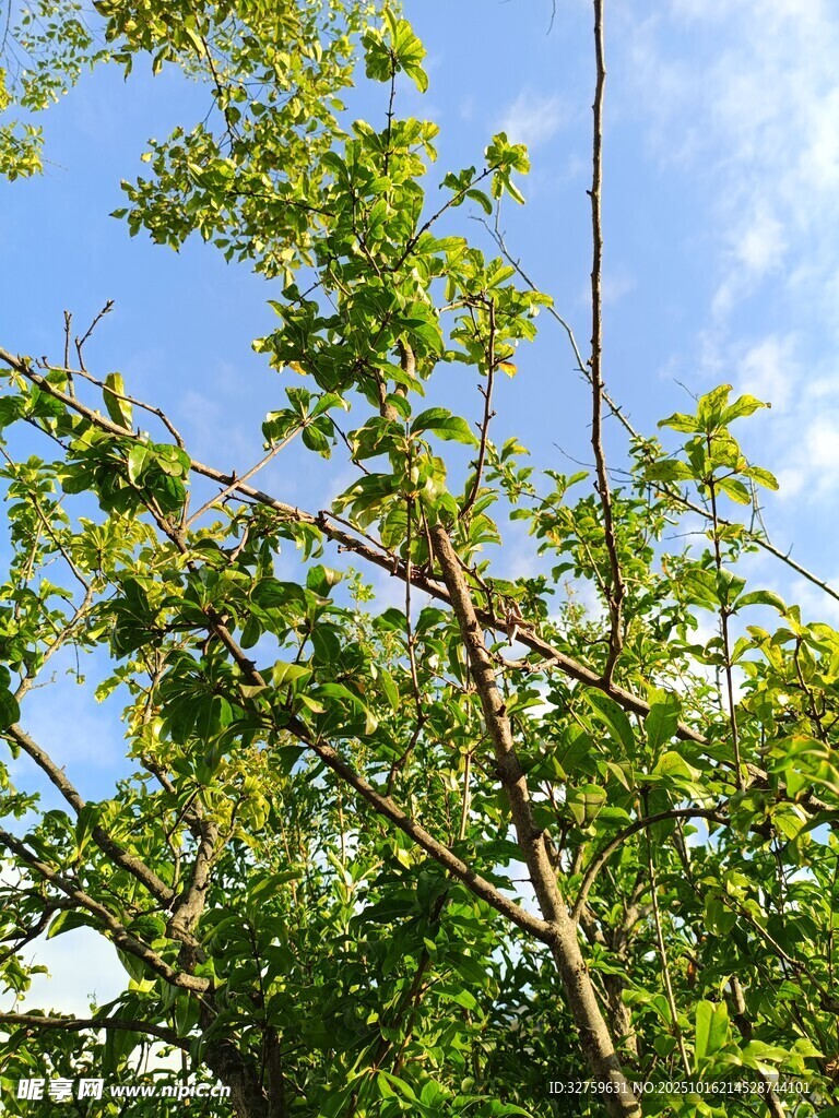 蓝天绿树间的繁茂枝叶
