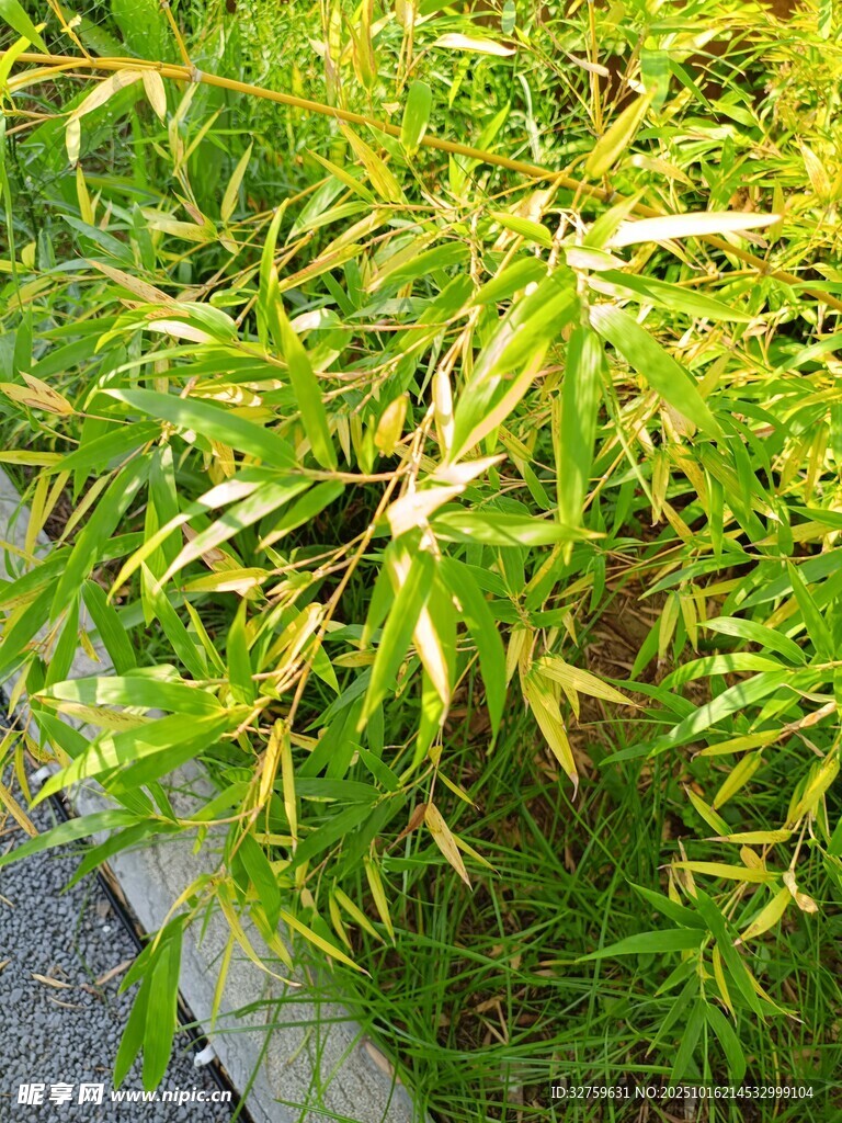 翠绿竹叶生机盎然