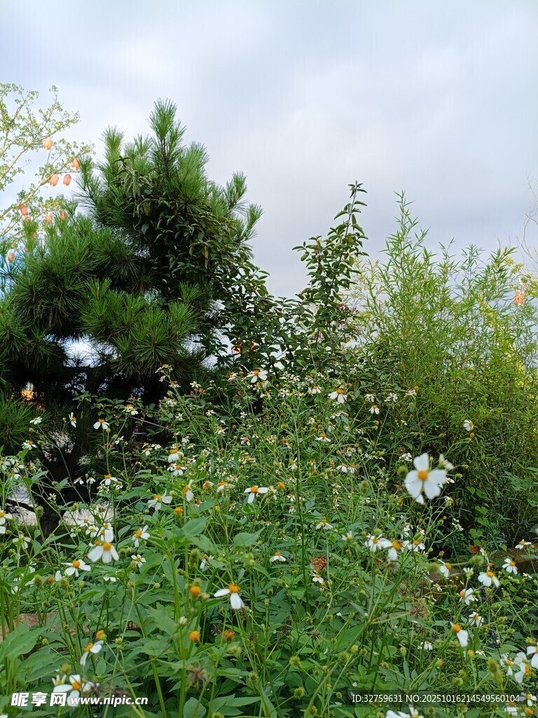 野外繁茂花草与绿树景象