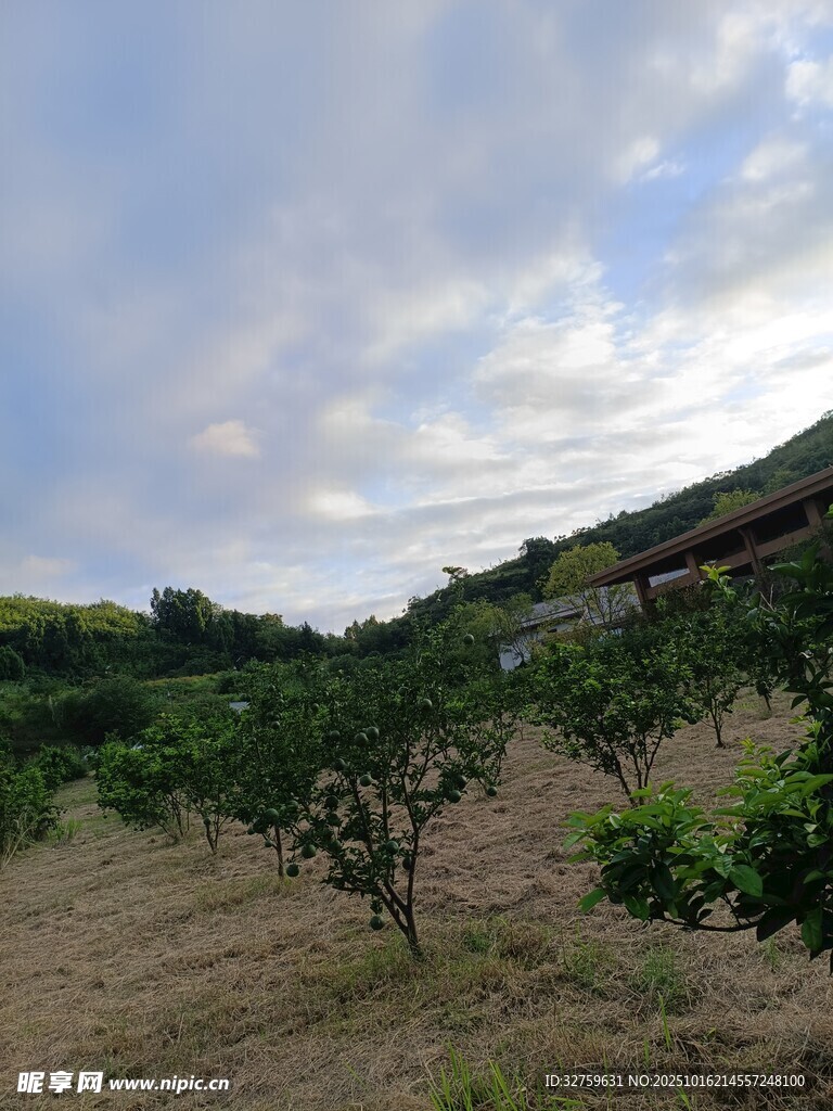 田园果园风光