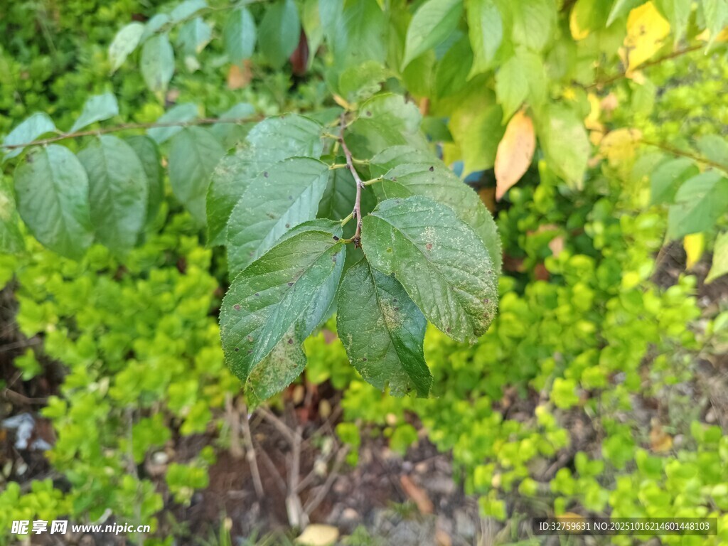 绿叶植物特写