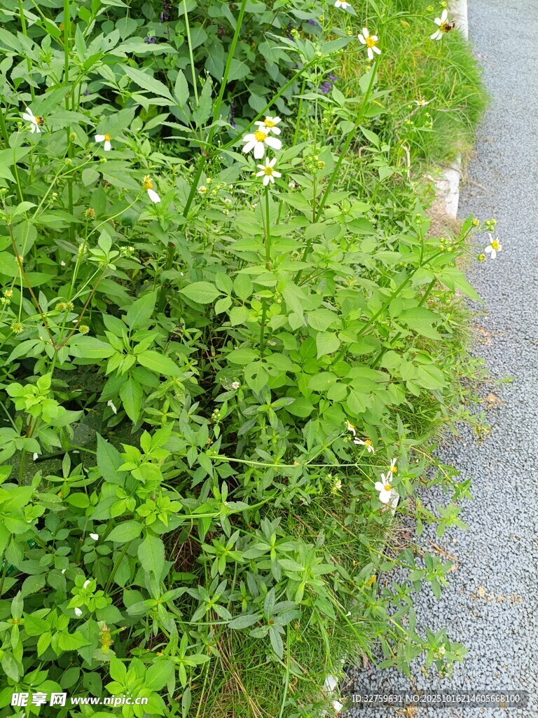 小径旁的繁茂绿色植物