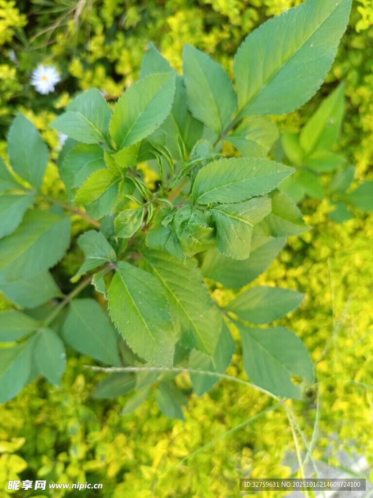 绿叶黄花交织的自然景致