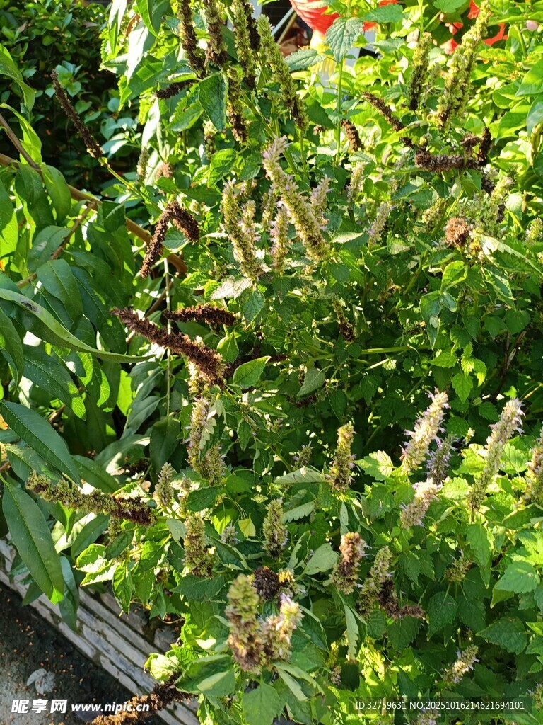 绿叶间的繁茂植物景观