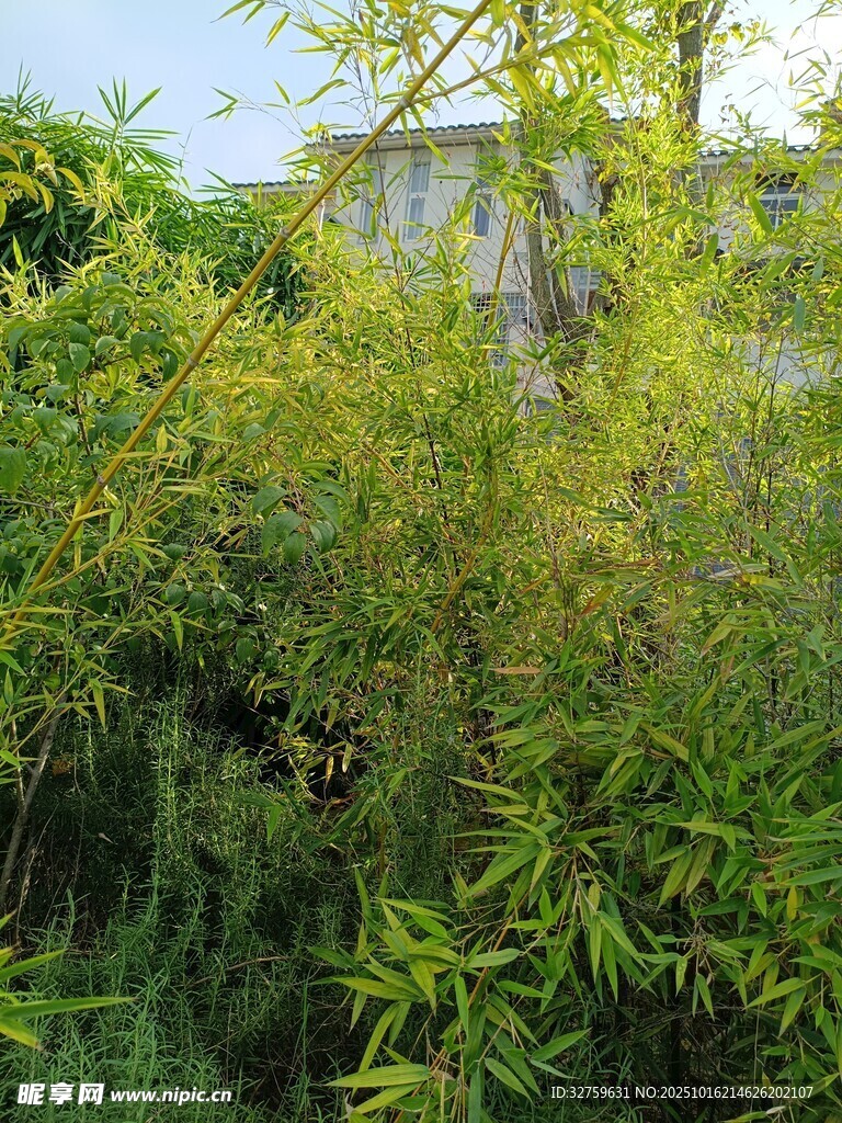 翠绿竹林中的繁茂景致