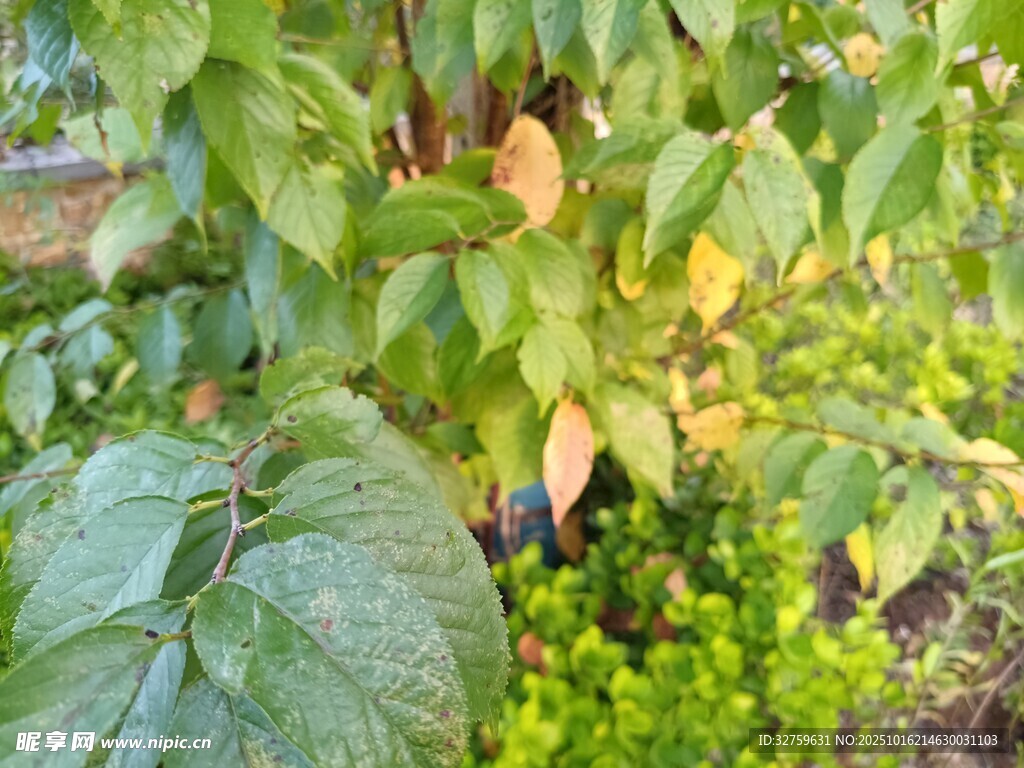 绿叶繁茂的植物景象