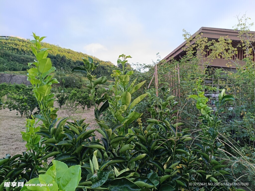 乡村田园绿植景观