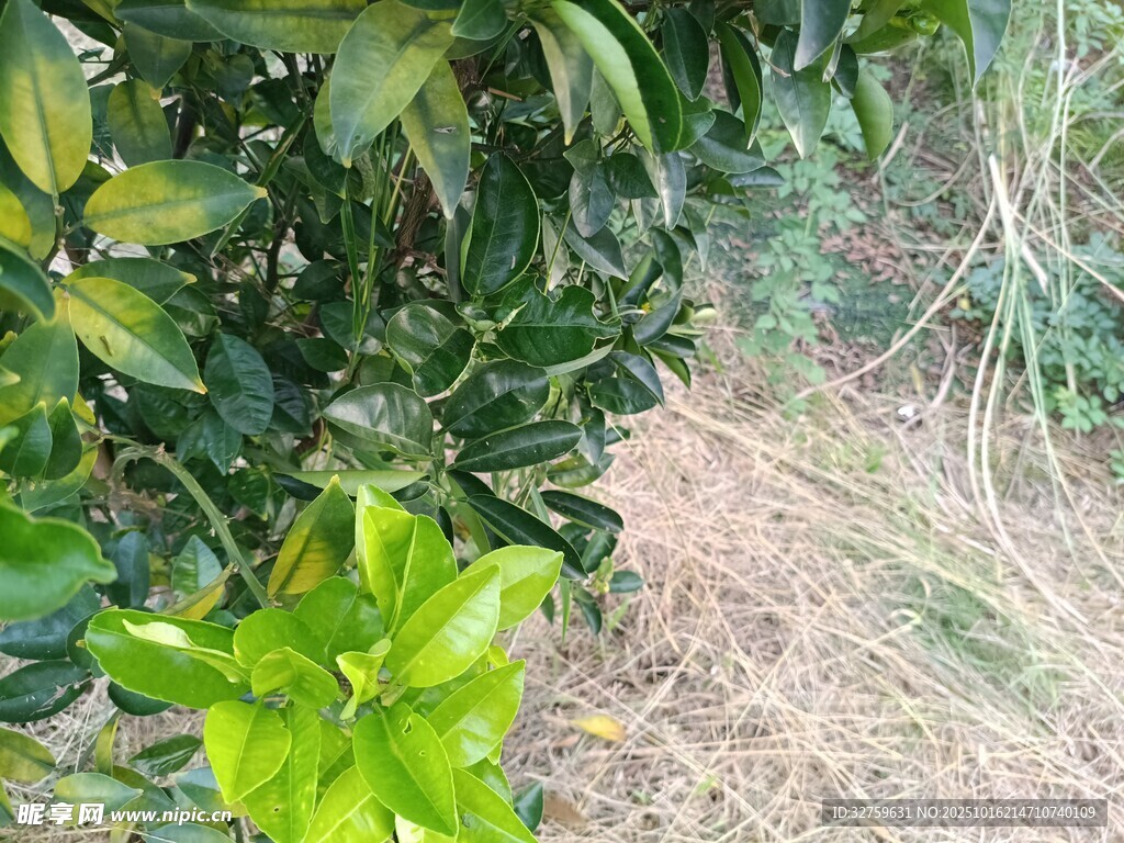 绿叶植物与周边自然景致