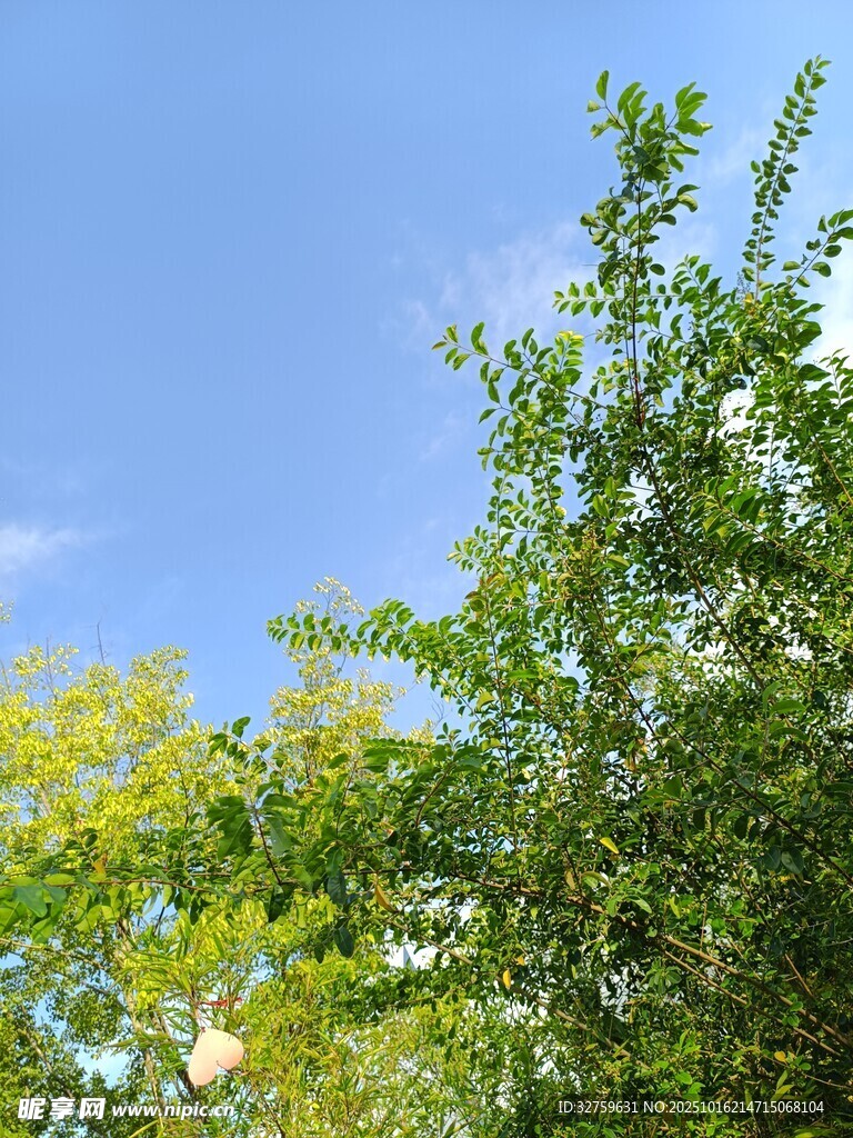 蓝天绿树风景
