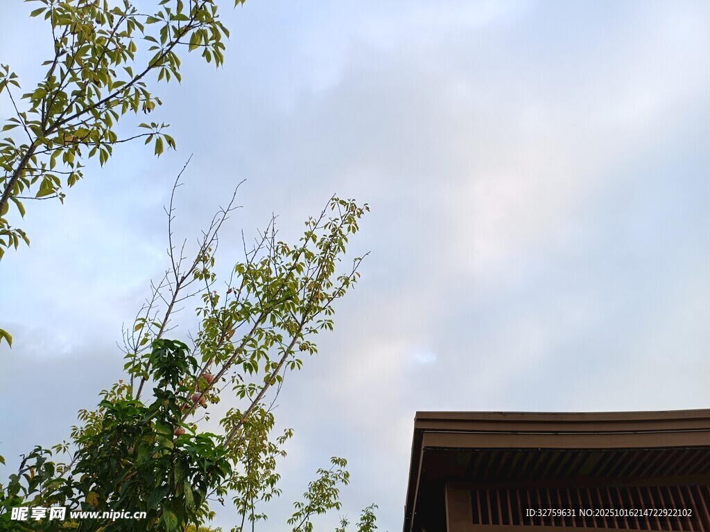 树梢上的天空与建筑一角