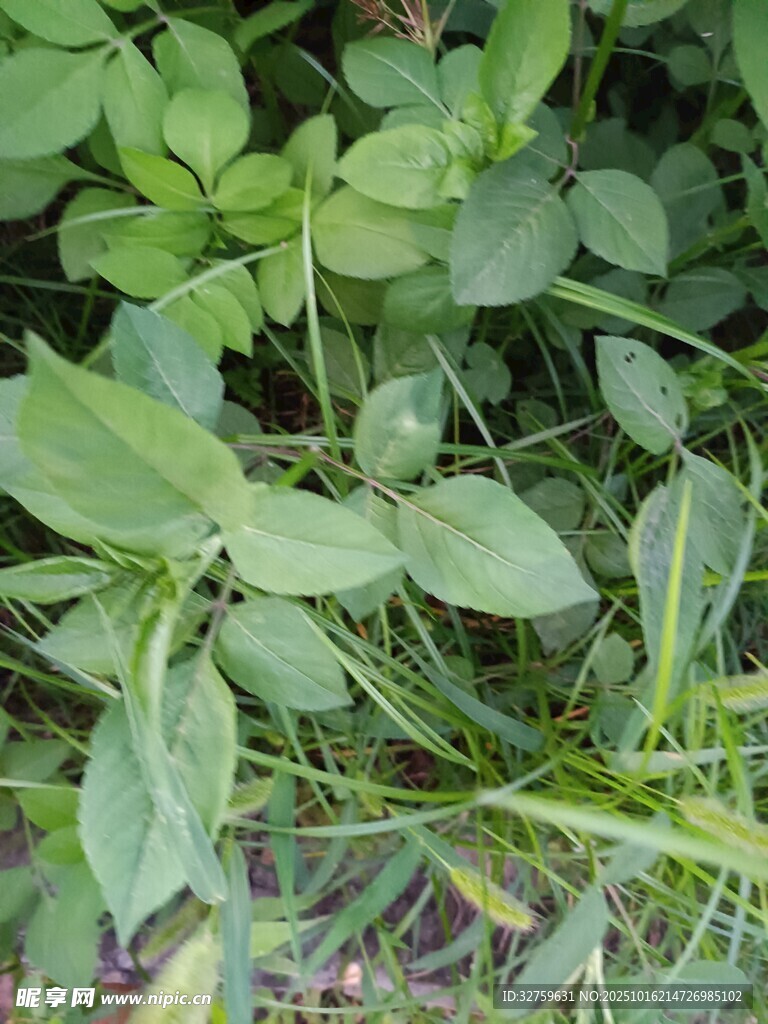 绿叶丛生的清新植物景象