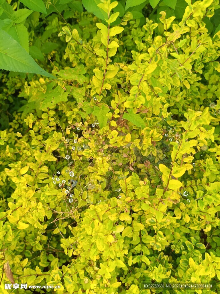 金黄繁茂的绿叶植物