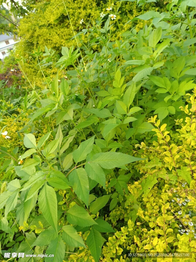 绿叶黄花的自然景致