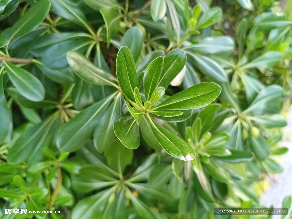 翠绿繁茂的绿叶植物