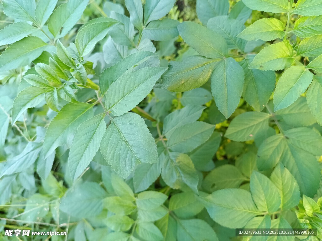 嫩绿叶片的清新植物