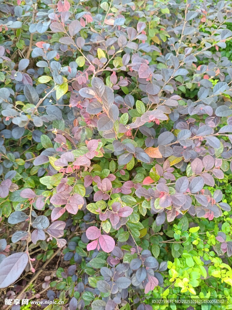 多彩植物景观