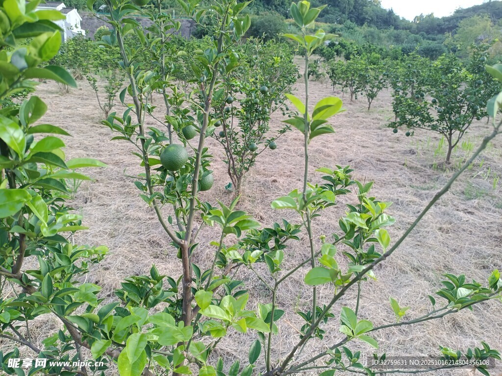果园绿植景观