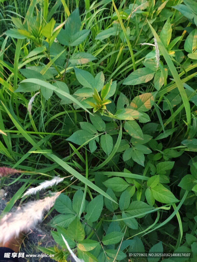 翠绿繁茂的三叶草植物