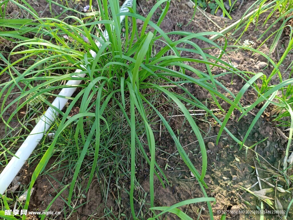 田间葱类植物生长景象