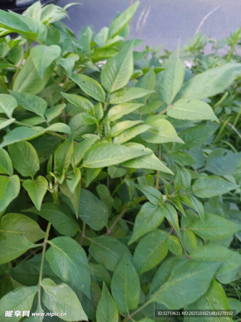 翠绿植物叶片特写