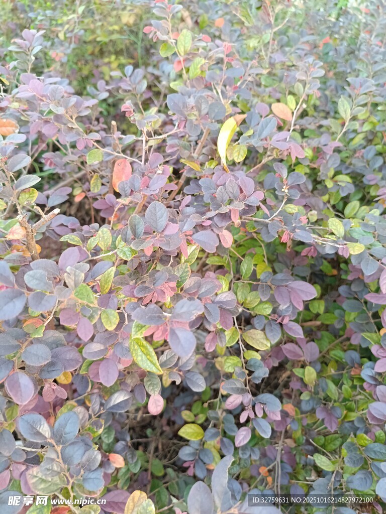 多彩叶片的植物景观