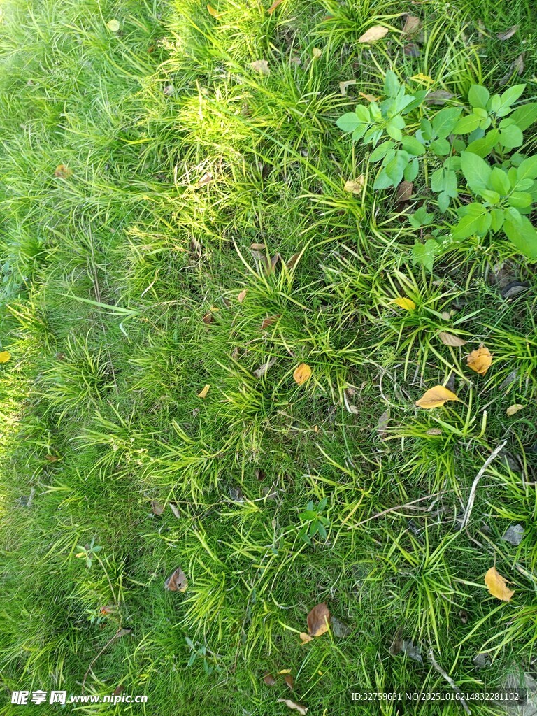 翠绿繁茂的绿植景观