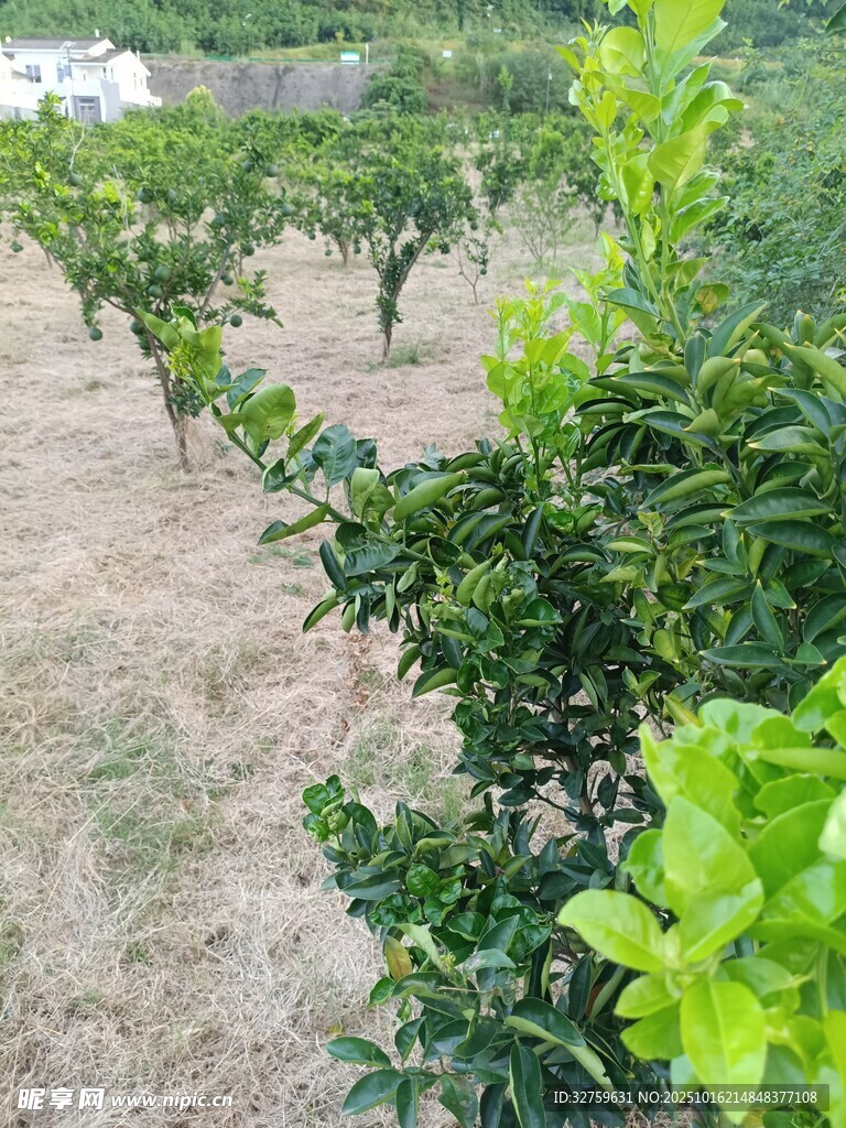 果园中的绿色果树植株