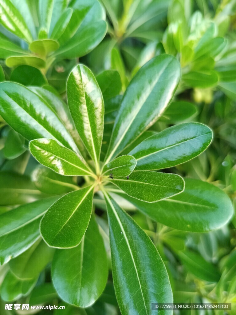 翠绿叶片的植物特写