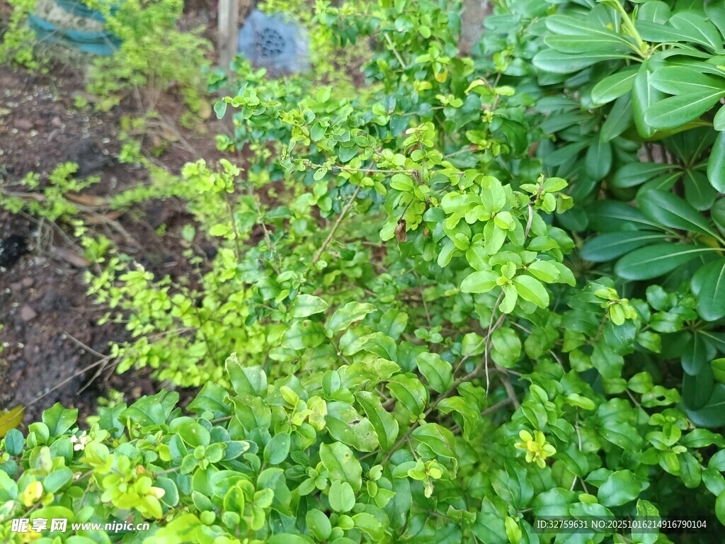 翠绿繁茂的灌木丛景观
