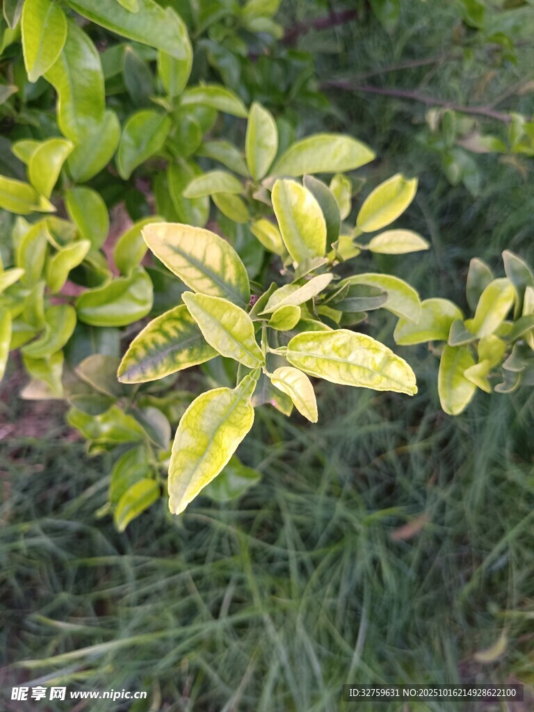 黄绿相间的植物叶片
