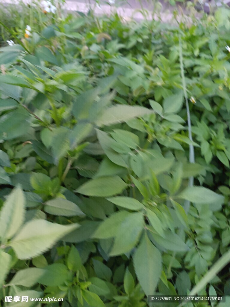 绿叶繁茂的植物景观