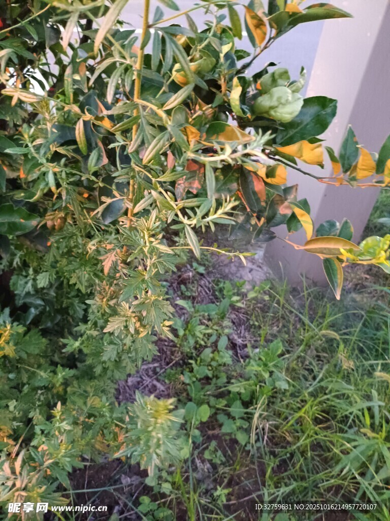 绿叶繁茂的植物景观