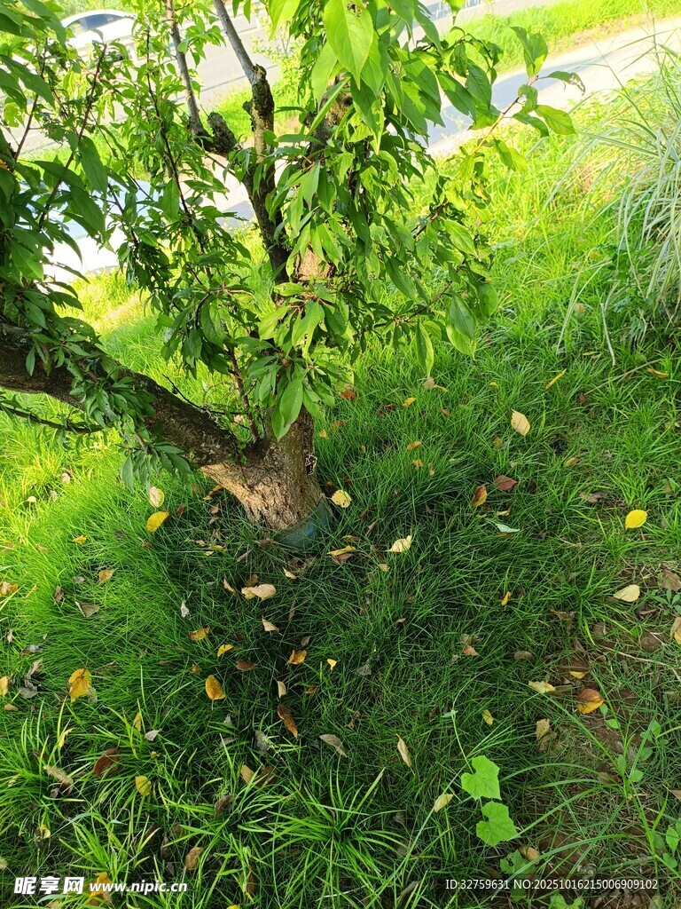 树下绿意盎然的自然景象