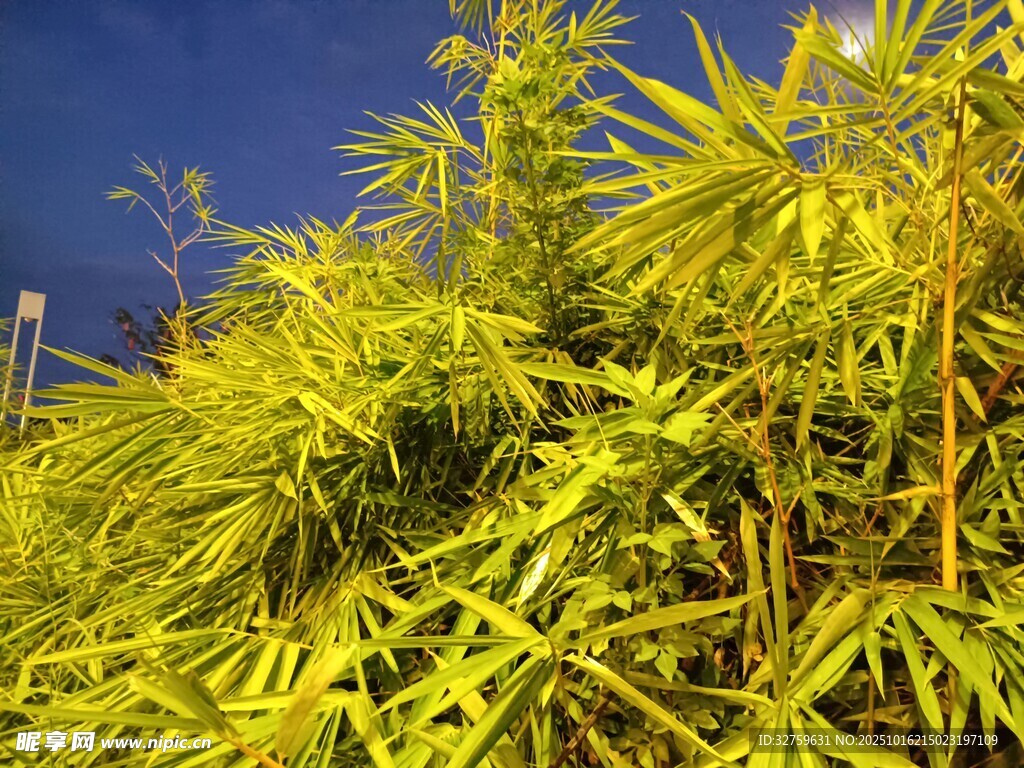 翠绿竹林景观