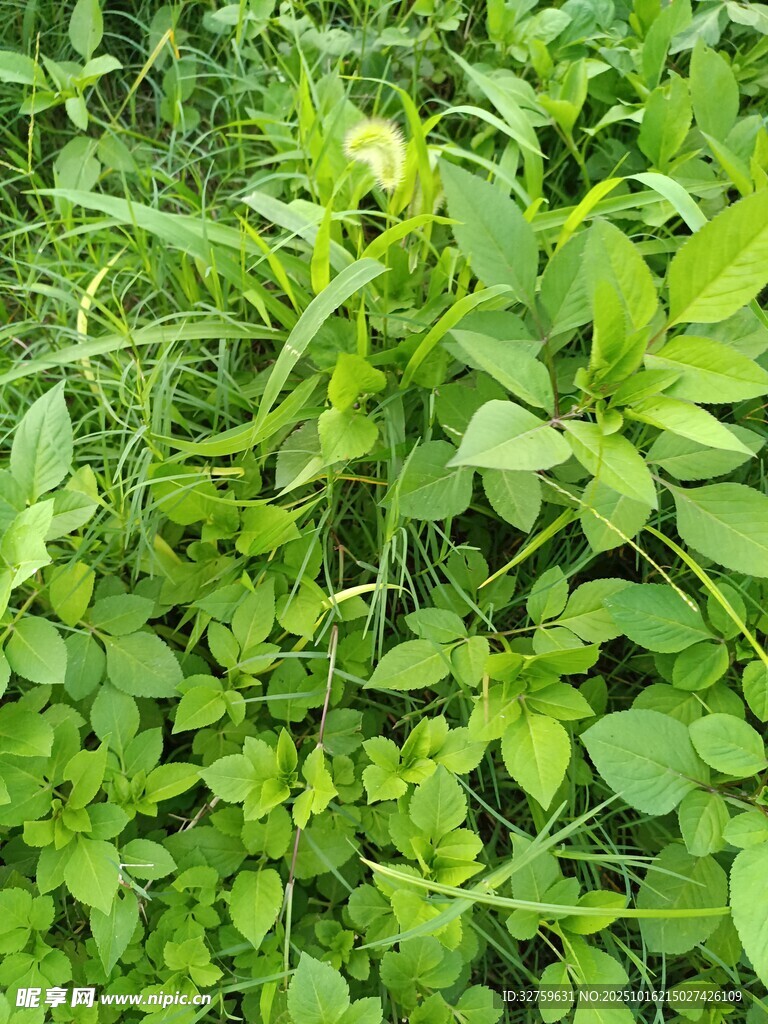 翠绿繁茂的田间植物