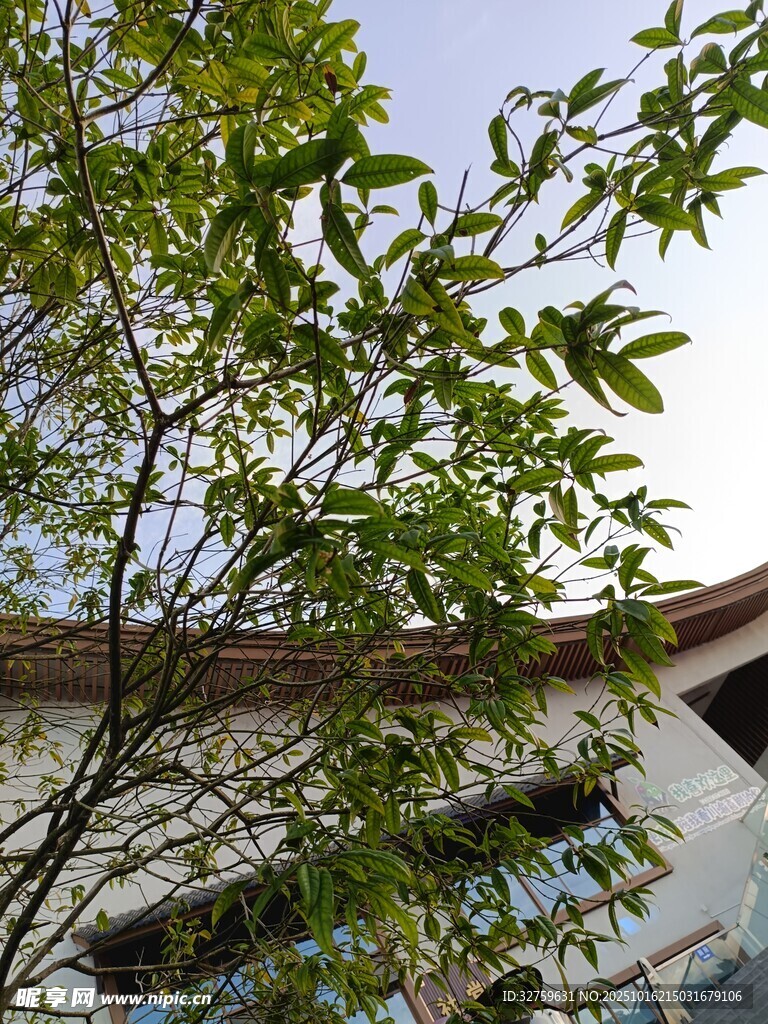 绿叶掩映下的建筑一角