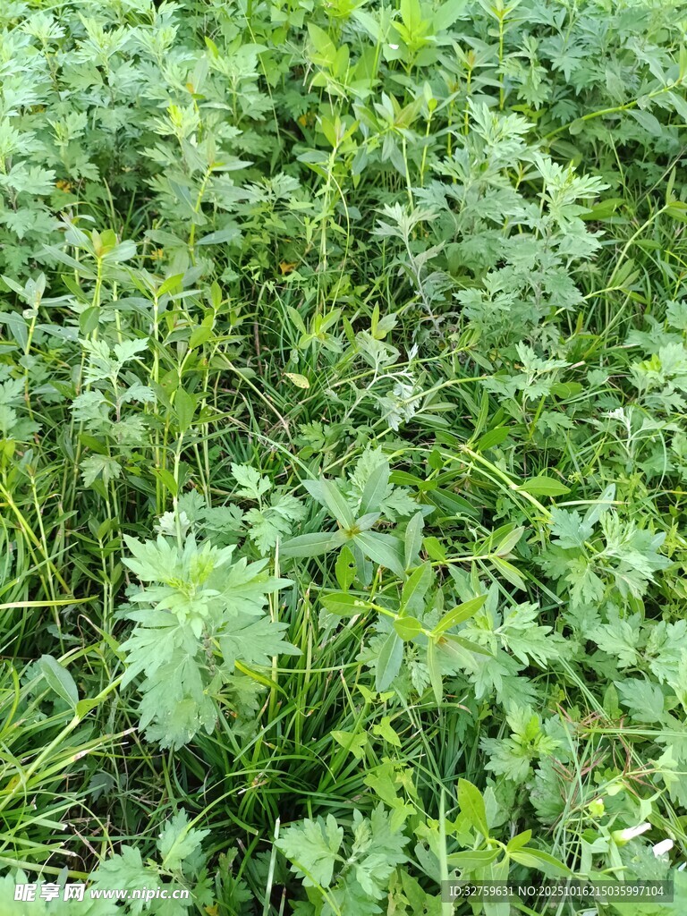 绿意盎然的蔬菜种植地