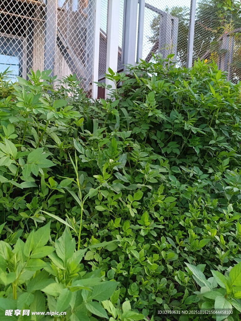 繁茂绿植环绕的建筑一角