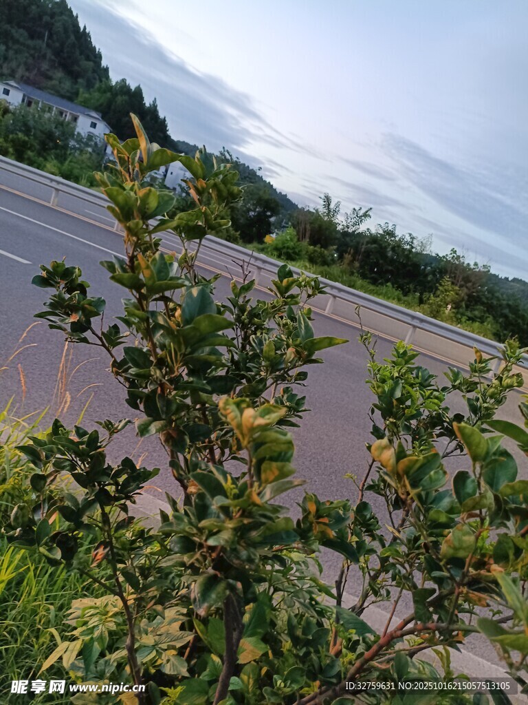 路边绿植与开阔道路景观