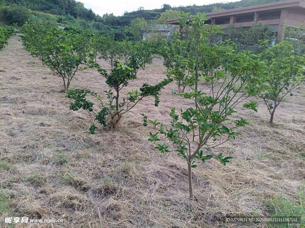 山坡上的果树种植地