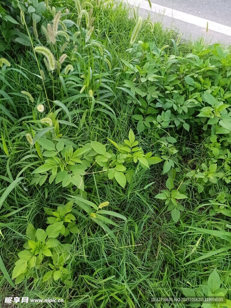 绿意盎然的蓬勃植物
