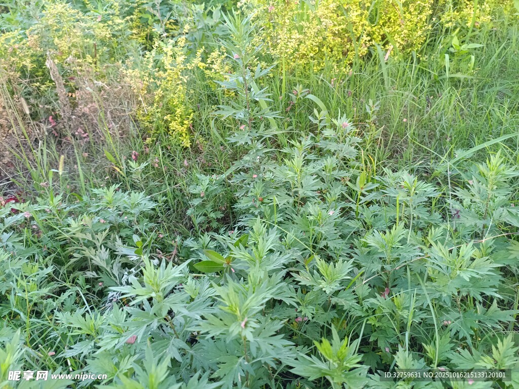 野外繁茂的绿色植物景观