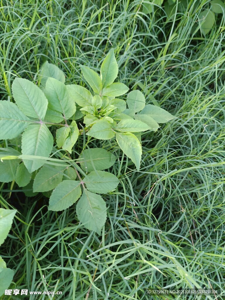 草丛中的绿色植物