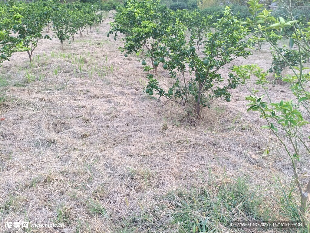 野外稀疏树木与草地场景