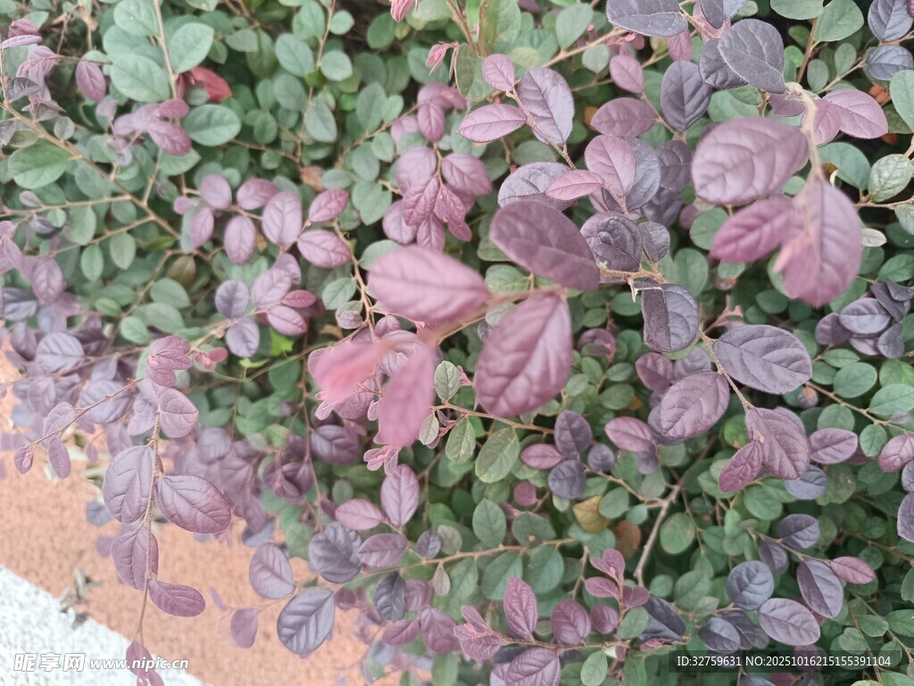 多彩叶片植物特写