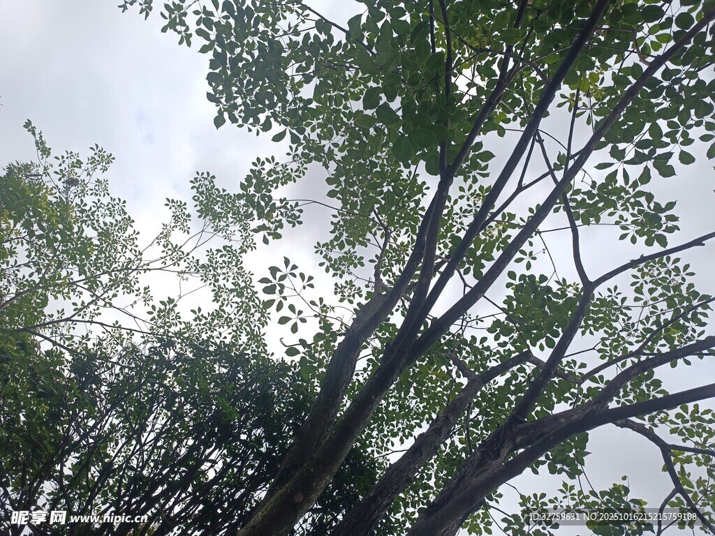 仰视繁茂枝叶